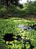 bigisland-029