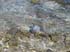 bigisland-039