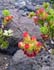 bigisland-083