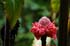 bigisland-130