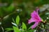 bigisland-131