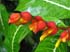 bigisland-132