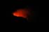 bigisland-157