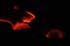 bigisland-172