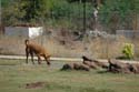 india-030