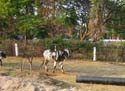 india-326