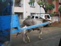 india-386