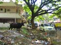 india-402