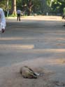india-413
