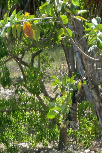 mexico257