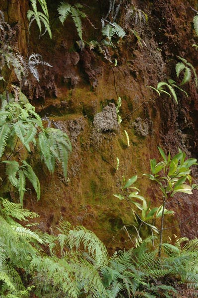 oahu_0385