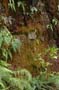 oahu_0385