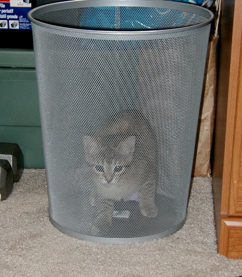 kitty-05