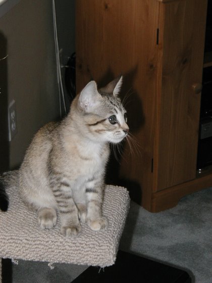 kitty-07