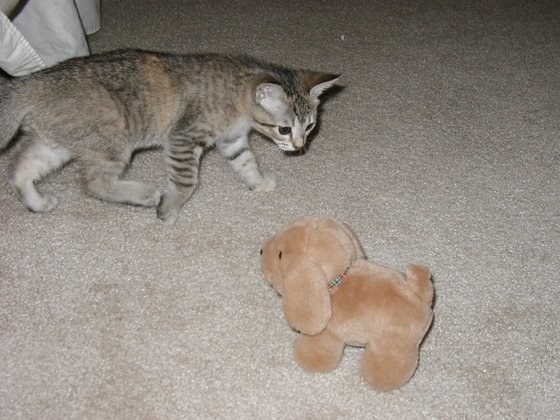 kitty-09