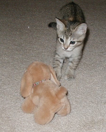 kitty-10