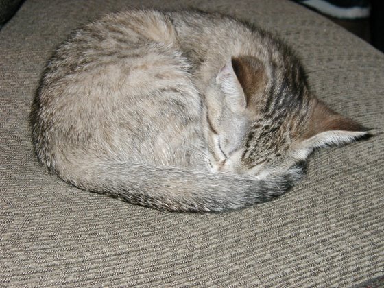 kitty-13