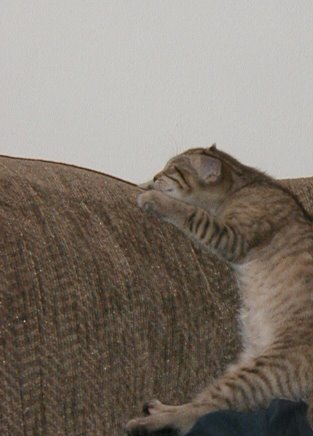 kitty-14