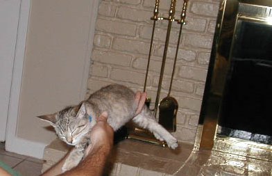 kitty-16
