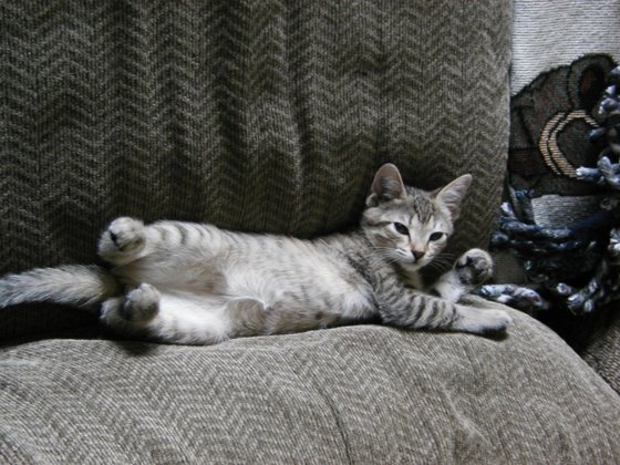 kitty-18