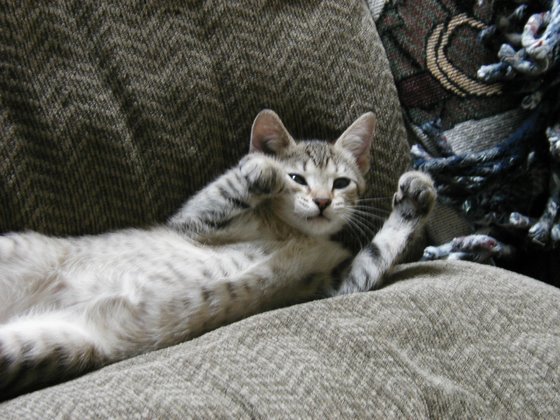 kitty-19