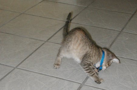 kitty-20