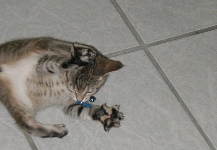 kitty-21