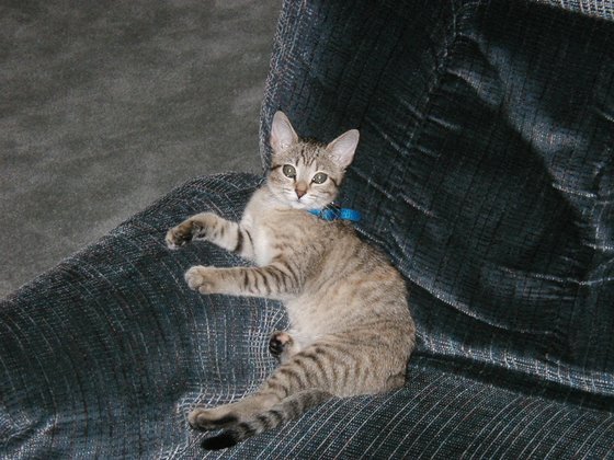 kitty-33