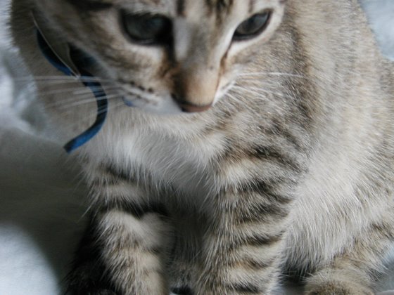 kitty-37