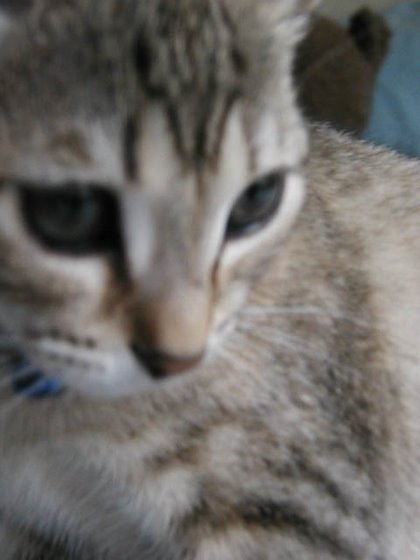 kitty-38