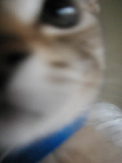 kitty-39
