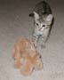 kitty-10
