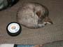 kitty-11