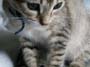kitty-37