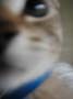 kitty-39