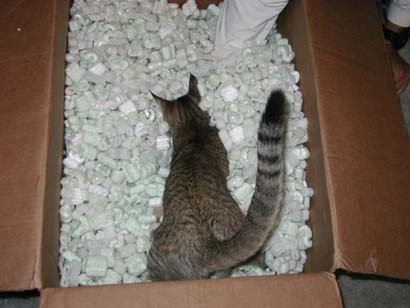 stoopid_cat-01
