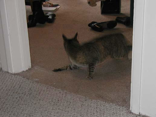 stoopid_cat-03