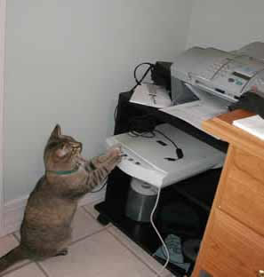stoopid_cat-04