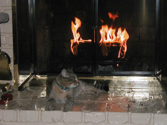 stoopid_cat-07