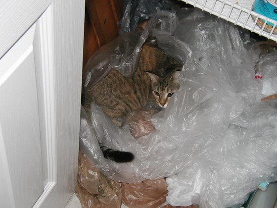 stoopid_cat-08