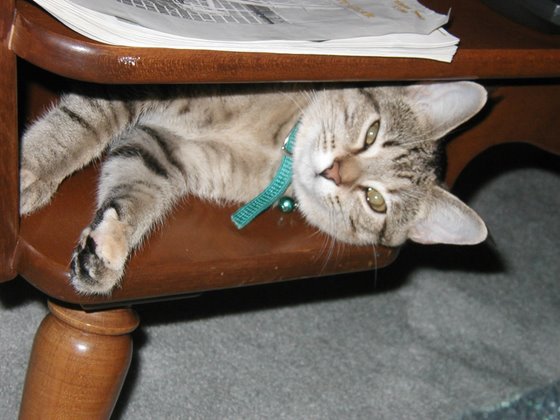 stoopid_cat-09