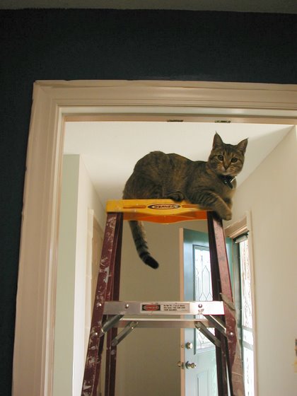 stoopid_cat-13