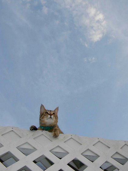 stoopid_cat-14