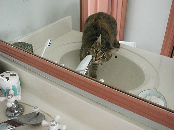 stoopid_cat-17