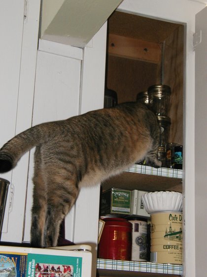 stoopid_cat-19