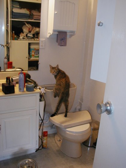 stoopid_cat-20