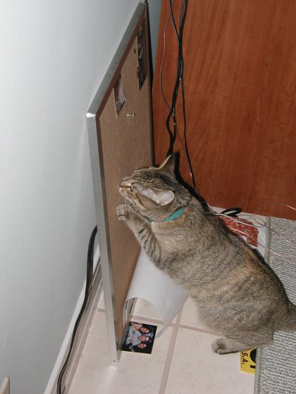 stoopid_cat-21