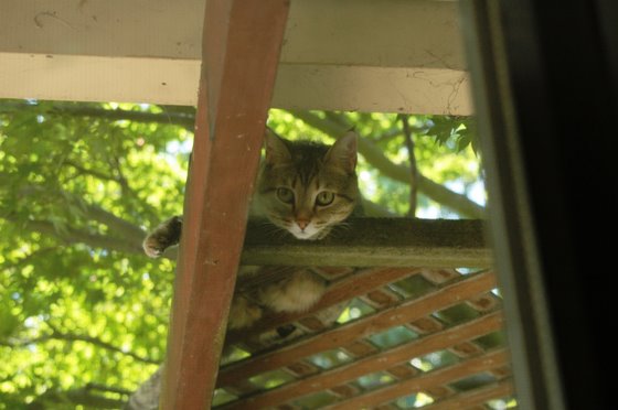 stoopid_cat-25
