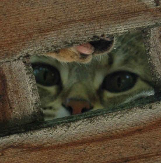 stoopid_cat-27