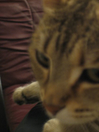 stoopid_cat-29